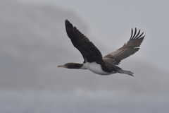 Leucocarbo ranfurlyi