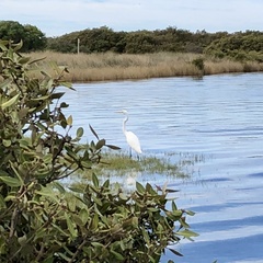 Ardea alba