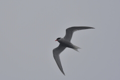 Sterna vittata bethunei