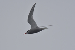 Sterna vittata bethunei