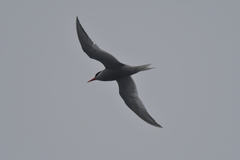 Sterna vittata bethunei