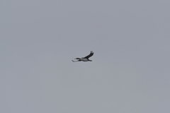 Leucocarbo ranfurlyi