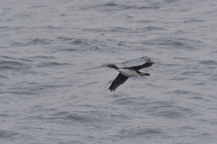 Leucocarbo ranfurlyi