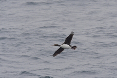 Leucocarbo ranfurlyi