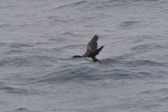 Leucocarbo ranfurlyi