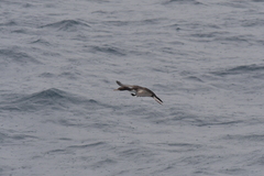 Leucocarbo ranfurlyi