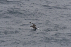 Leucocarbo ranfurlyi