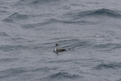 Leucocarbo ranfurlyi