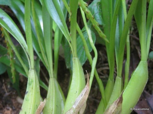 Bulbophyllum ikongoense