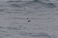 Leucocarbo ranfurlyi