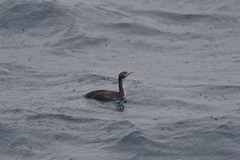 Leucocarbo ranfurlyi