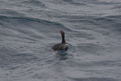 Leucocarbo ranfurlyi