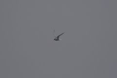 Sterna vittata bethunei