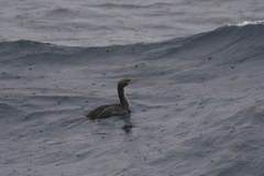 Leucocarbo ranfurlyi