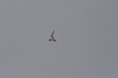 Sterna vittata bethunei