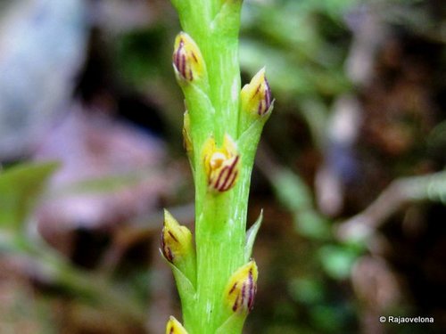 Bulbophyllum ikongoense image