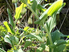 Polygonatum × hybridum