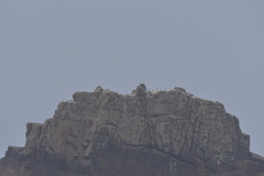 Leucocarbo ranfurlyi