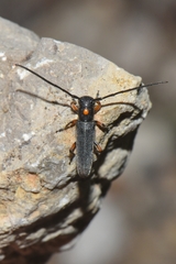 Phytoecia virgula