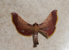 Hypsopygia amoenalis