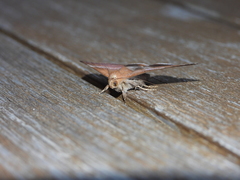 Parallelia calefaciens