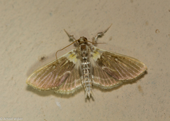 Apilocrocis novateutonialis