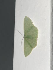 Maxates melancholica