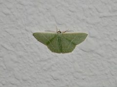 Maxates melancholica