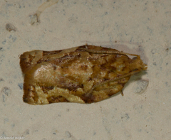 Argyrotaenia sphaleropa