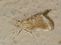 Glaphyriinae