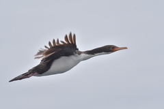 Leucocarbo ranfurlyi