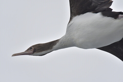 Leucocarbo ranfurlyi