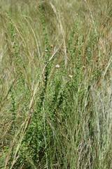 Felicia erigeroides