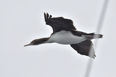 Leucocarbo ranfurlyi