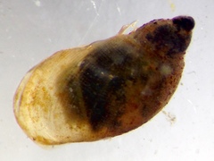 Pseudosuccinea columella