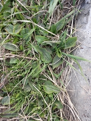 Plantago major