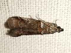 Acrobasis obliqua