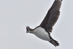 Leucocarbo ranfurlyi