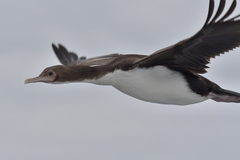 Leucocarbo ranfurlyi