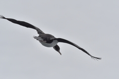 Leucocarbo ranfurlyi