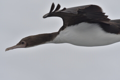 Leucocarbo ranfurlyi