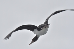 Leucocarbo ranfurlyi