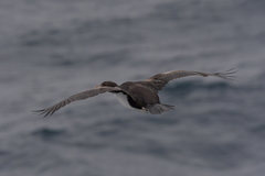 Leucocarbo ranfurlyi