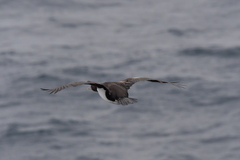 Leucocarbo ranfurlyi