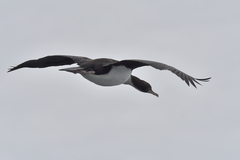 Leucocarbo ranfurlyi