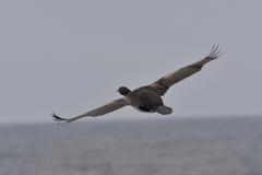 Leucocarbo ranfurlyi