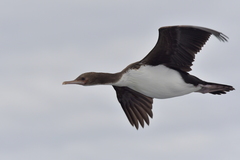 Leucocarbo ranfurlyi