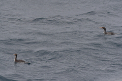 Leucocarbo ranfurlyi