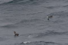 Leucocarbo ranfurlyi