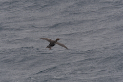 Leucocarbo ranfurlyi